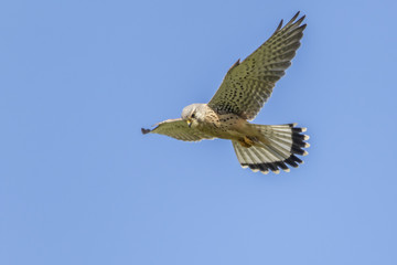 Turmfalke (Common krestel)