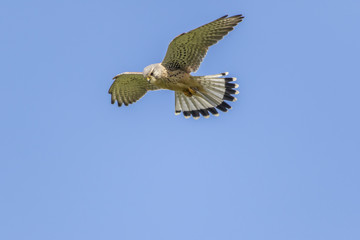 Turmfalke (Common krestel)