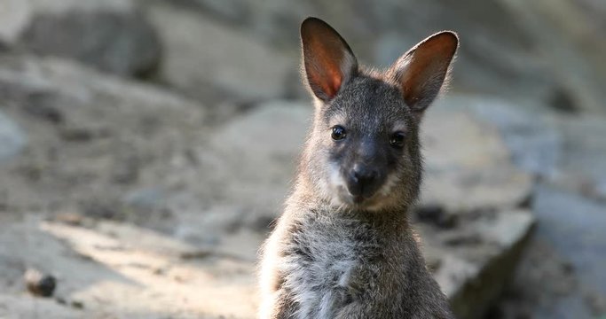 small cute baby of kangaroo feeding, Red necked Wallaby on rock