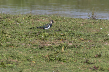 Kiebitz (Vanellus vanellus)
