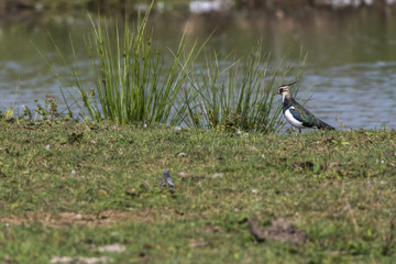 Kiebitz (Vanellus vanellus)
