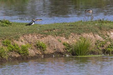 Kiebitz (Vanellus vanellus)