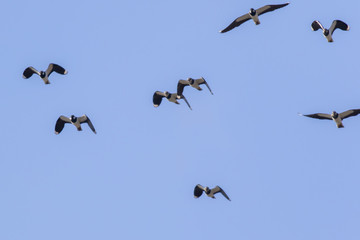 Kiebitz (Vanellus vanellus)
