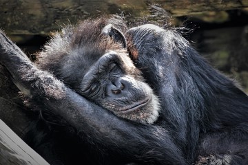 Chimp at rest