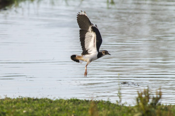 Kiebitz (Vanellus vanellus)