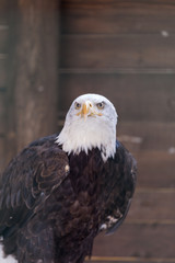 A Bald Eagle in the Safari Park of Varallo Pombia, Italy. A wonderful and Proud bird. The King of all birds.