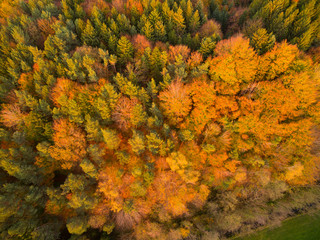 Luftbild: Herbstwald