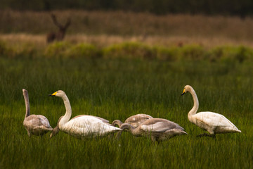 famaly of whooper swans sitting in grasland