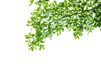 Branch of tree isolated white background