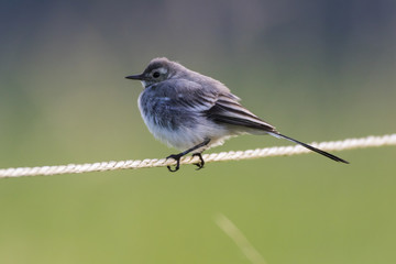 Bachstelze (Motacilla alba)