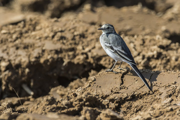 Bachstelze (Motacilla alba)