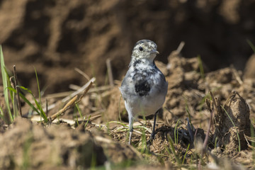 Bachstelze (Motacilla alba)