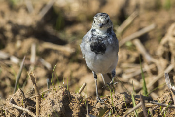 Bachstelze (Motacilla alba)