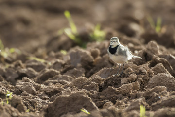 Bachstelze (Motacilla alba)