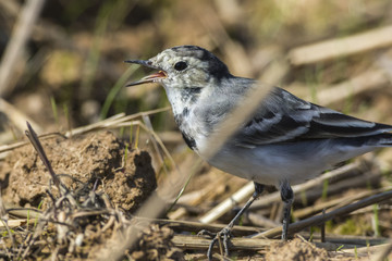 Bachstelze (Motacilla alba)