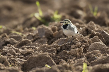 Bachstelze (Motacilla alba)