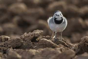 Bachstelze (Motacilla alba)