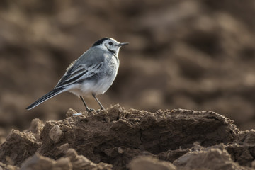 Bachstelze (Motacilla alba)