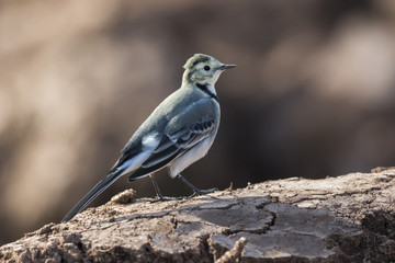 Bachstelze (Motacilla alba)