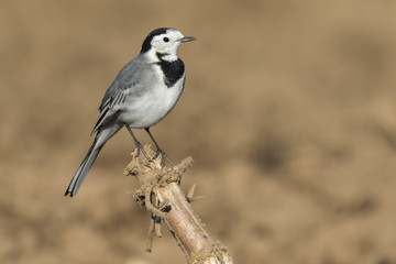 Bachstelze (Motacilla alba)