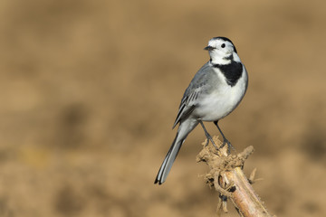 Fototapeta premium Bachstelze (Motacilla alba)