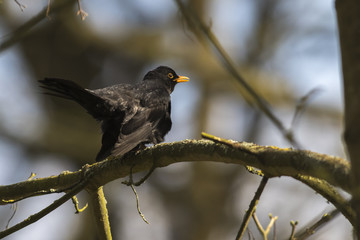 Amsel (Turdus merula)