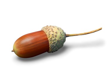Acorn