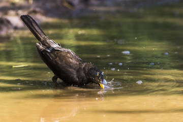 Amsel (Turdus merula)