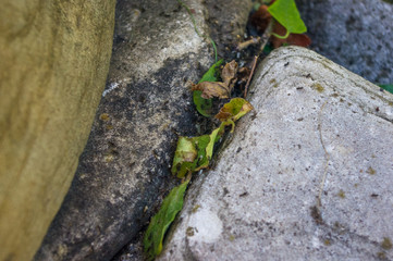 green curly vine between the boulders