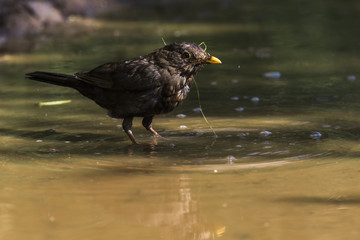 Amsel (Turdus merula)