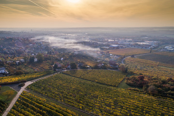 aerial view of vineyard