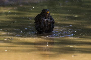 Amsel (Turdus merula)