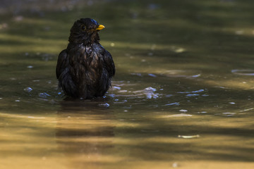 Amsel (Turdus merula)