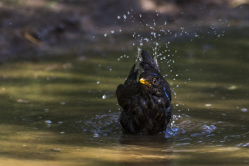 Amsel (Turdus merula)