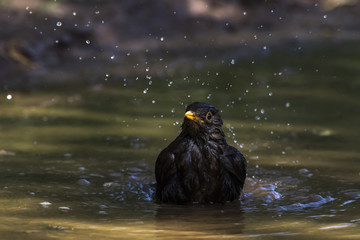 Amsel (Turdus merula)
