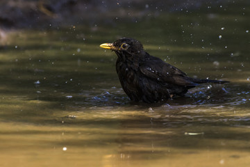 Amsel (Turdus merula)