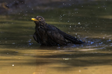 Amsel (Turdus merula)