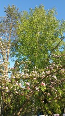 Fototapeta na wymiar the blossoming apple-tree
