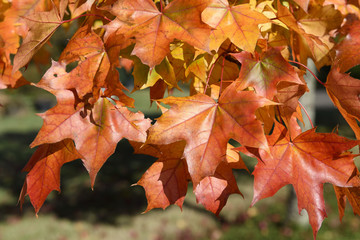 Fall Colors of Pacific Sunset Maple Trees, Marion County, Western Oregon © hktelleria