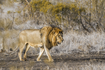 African lion in Kruger National park, South Africa