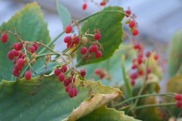 cyphostemma juliae berries