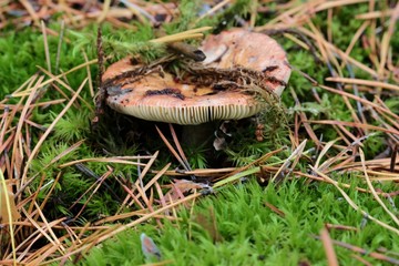 mushroom