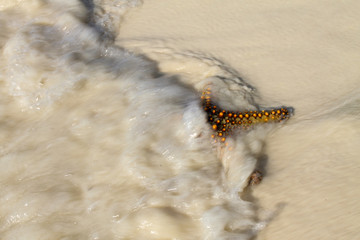 большая морская звезда на белом песке с прозрачной водой