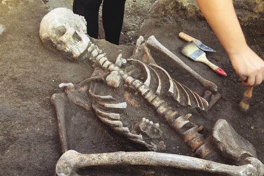 Archaeological excavations.  archaeologist with tools conducts research on human burial, skeleton, skull.