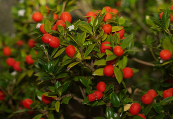 Alyxia ruscifolia, Apocynaceae, Lord Howe Island, Eastern Australia, Papua New Guinea