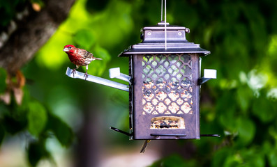 Male Finch
