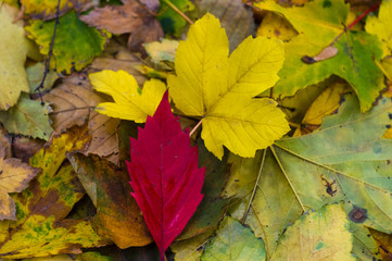 Naklejka na ściany i meble red autumn leaf on yellow leaves