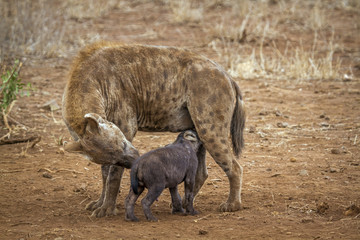 Spotted hyaena in Kruger National park, South Africa