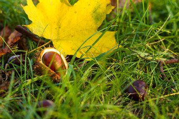 autumn leaves and chestnuts in green grass