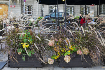Decorative grass grasses with hydrangeas as a decoration of the entrance to the cafe Nero
